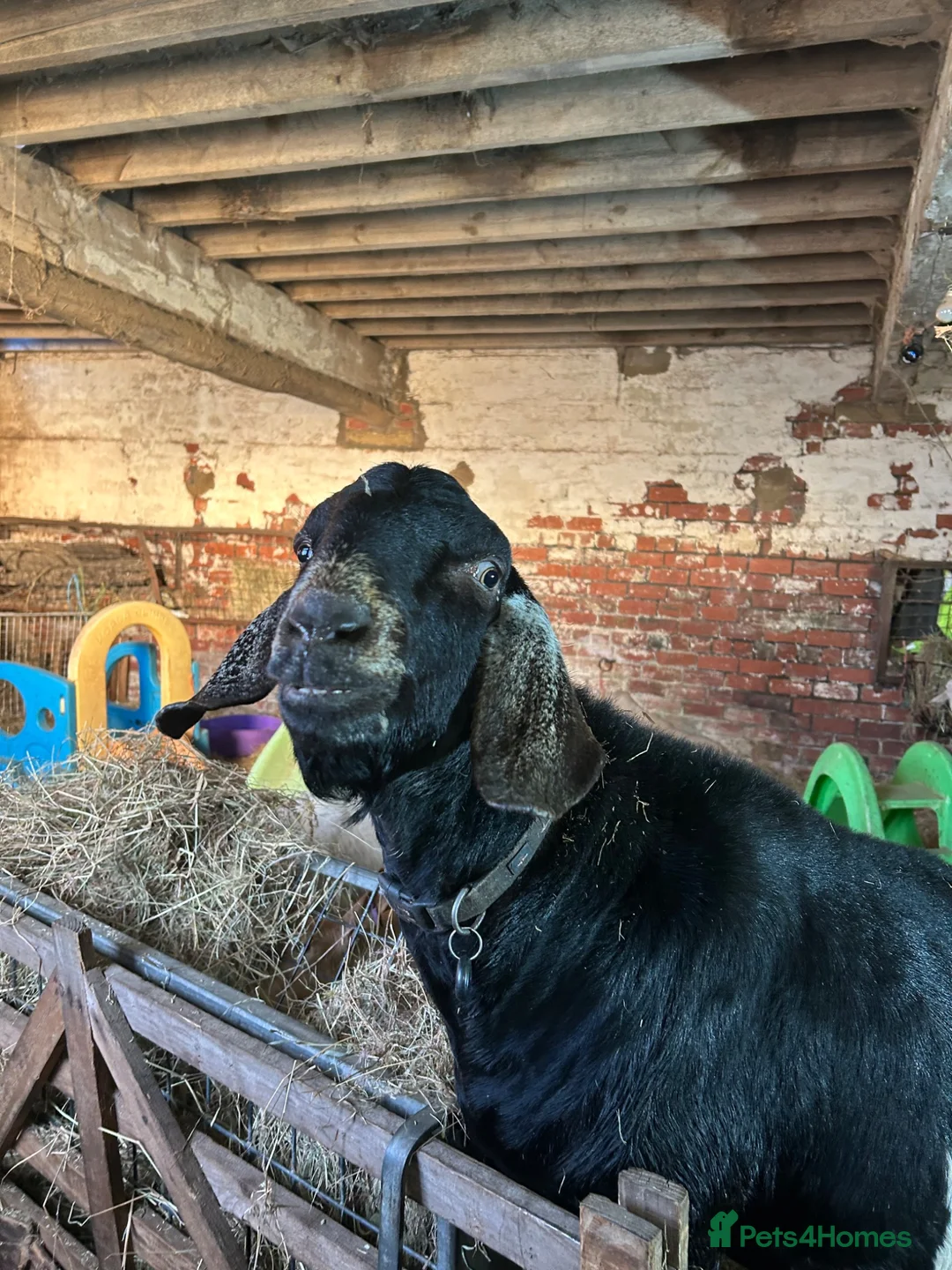 Goats livestock for sale: Fantastic proven Billy - Advert 2