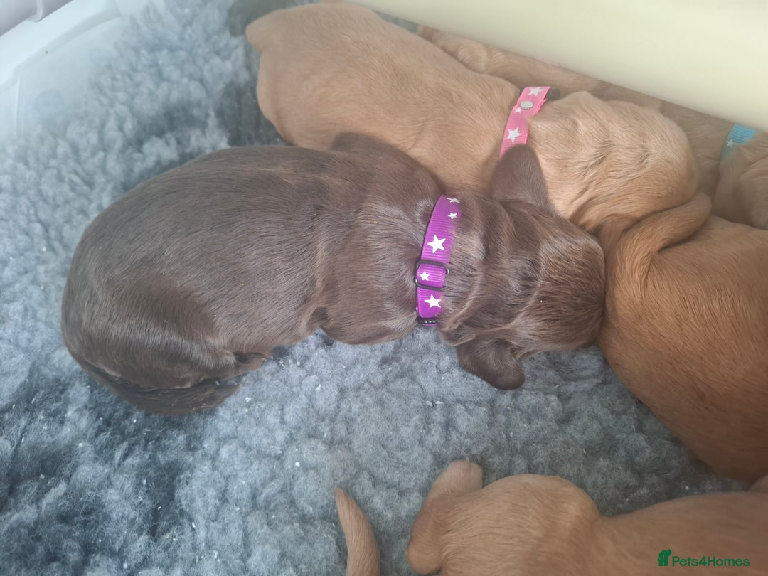 Cocker Spaniel dogs for sale: Working Cocker Spaniel Pups parents DNA tested - Image 4
