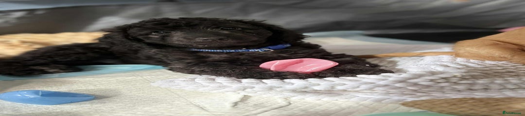 Cockapoo Black curly boy