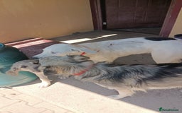 Mixed Breed dogs for adoption: 🌸MEET BIANCA - A Gentle Girl for a Loving Home - Advert 14