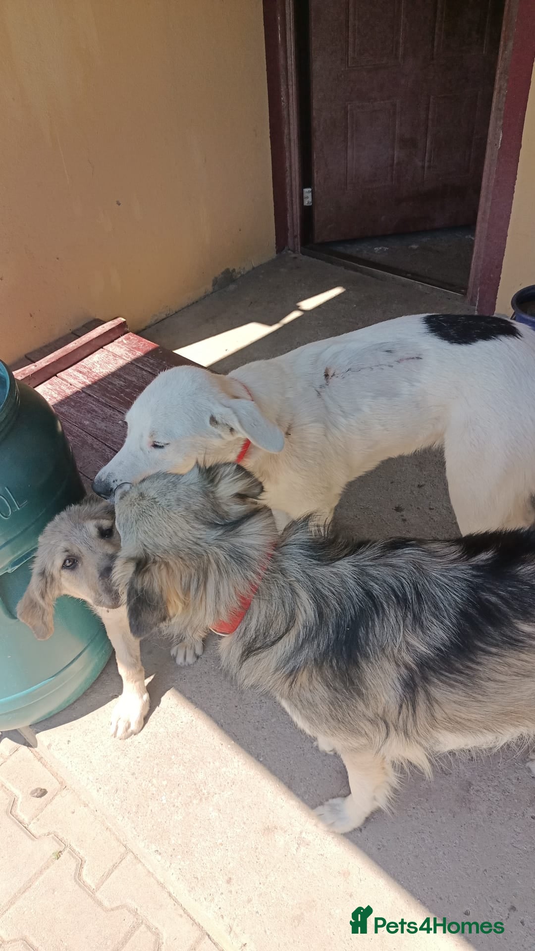 Mixed Breed dogs for adoption: 🌸MEET BIANCA - A Gentle Girl for a Loving Home - Advert 14