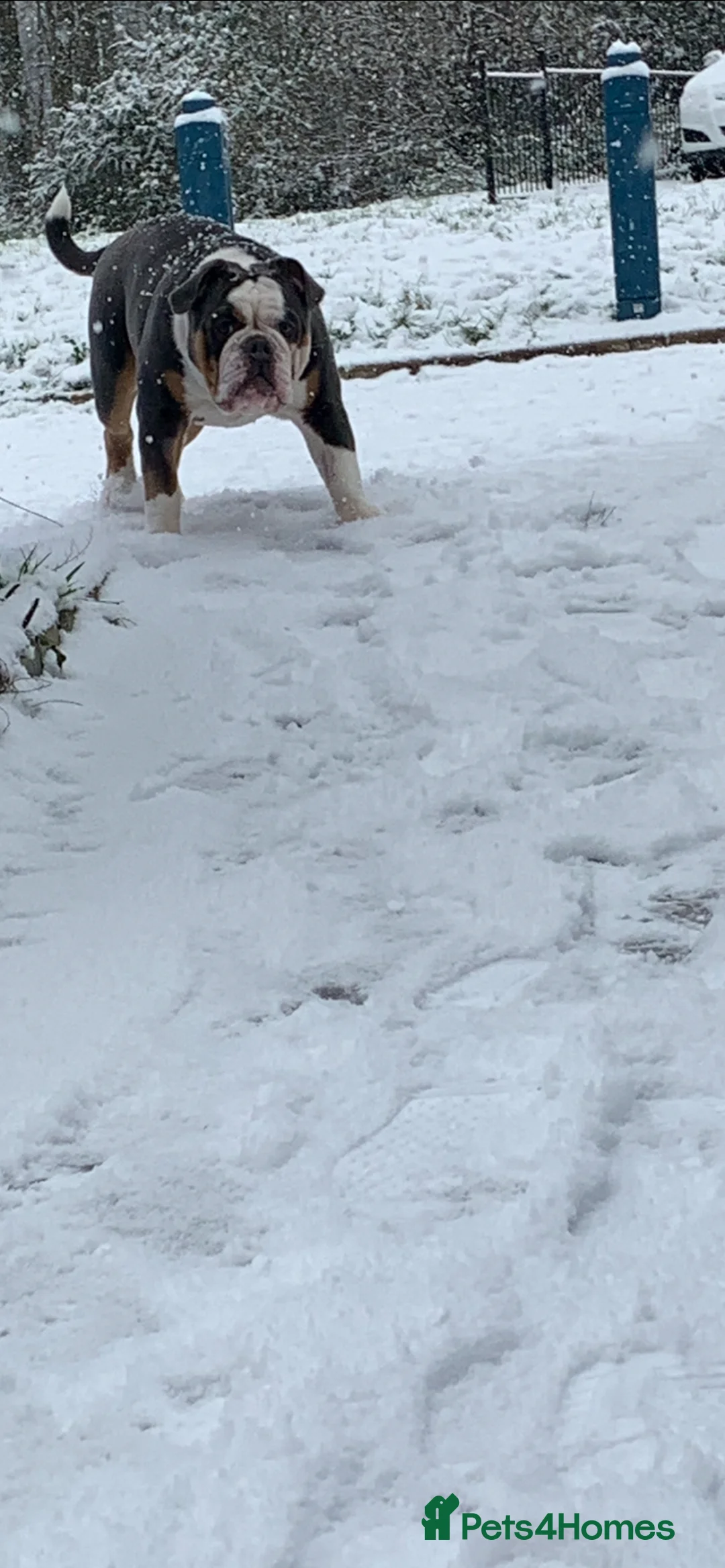 Olde English Bulldogge dogs for sale: Beautiful olde English bulldogs  - Advert 1