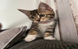 Domestic Shorthair cats for sale: 11 week old kitten, female - Image 3