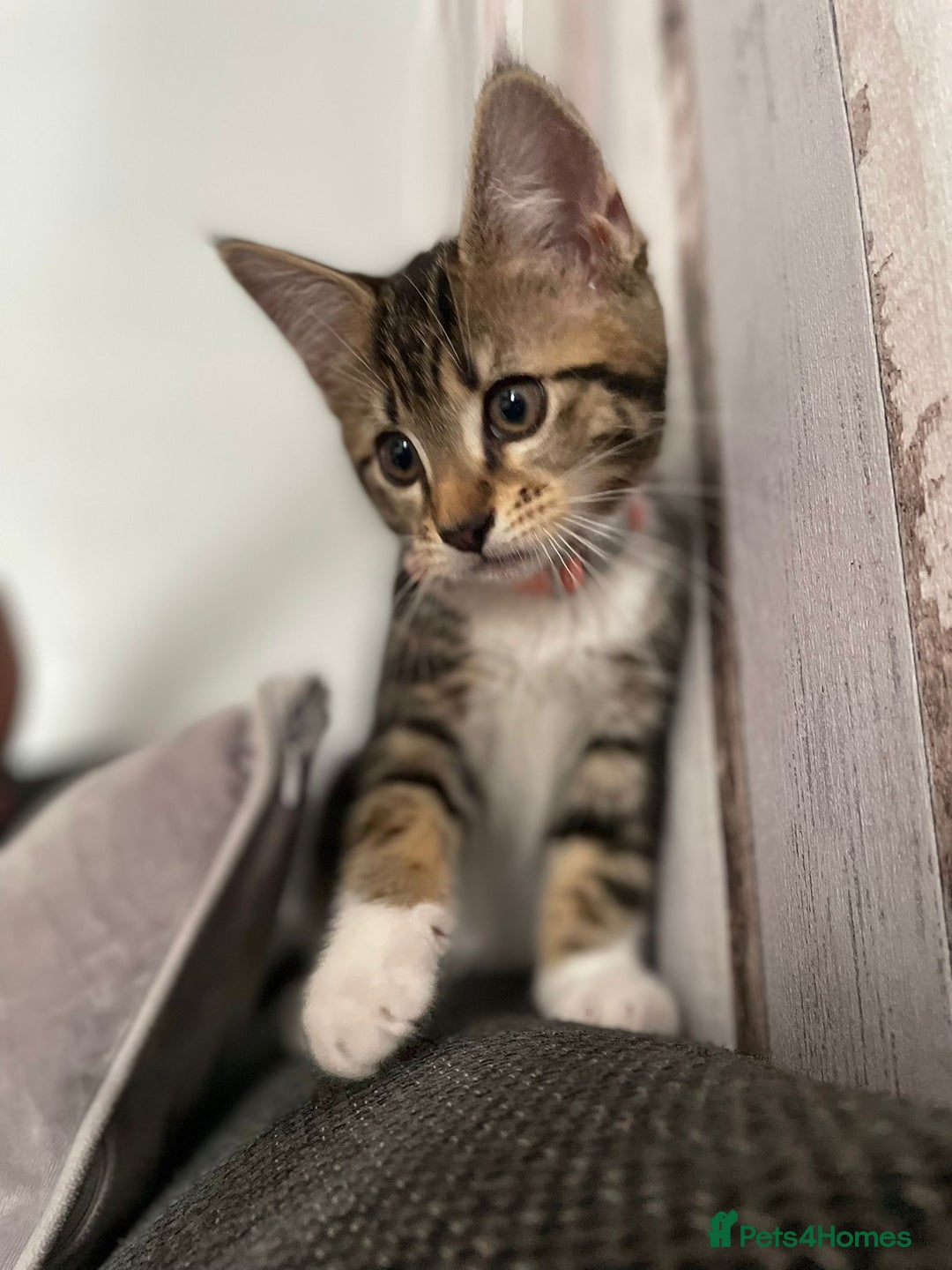 Domestic Shorthair cats for sale: 11 week old kitten, female - Image 3