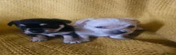 Chorkie dogs for sale: Beautiful chorkies  - Advert 8