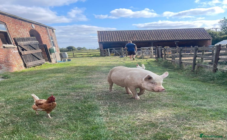 Pig livestock - Advert 1