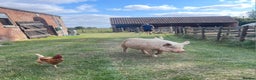 Pig livestock for sale: Two Male KuneKune Pigs - Advert 1