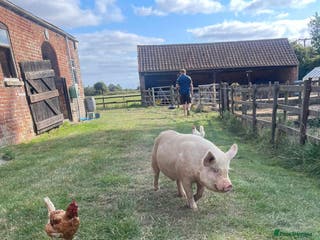 Pig livestock Two Male KuneKune Pigs - Advert 8