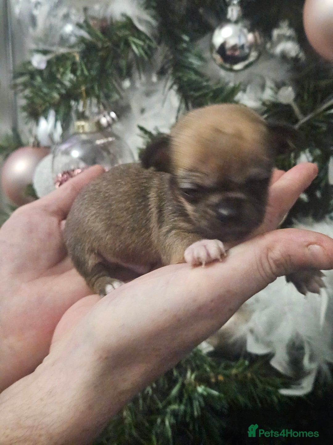 Chihuahua dogs for sale: Adorable Chihuahuas - Advert 8