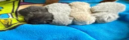 British Shorthair cats for sale: Beautiful Litter - Advert 9