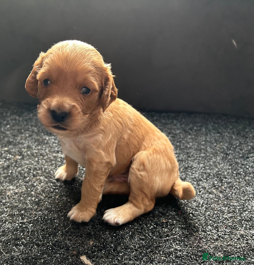 Cockapoo dogs for sale: Cockapoo puppies ginger/golden - Advert 17