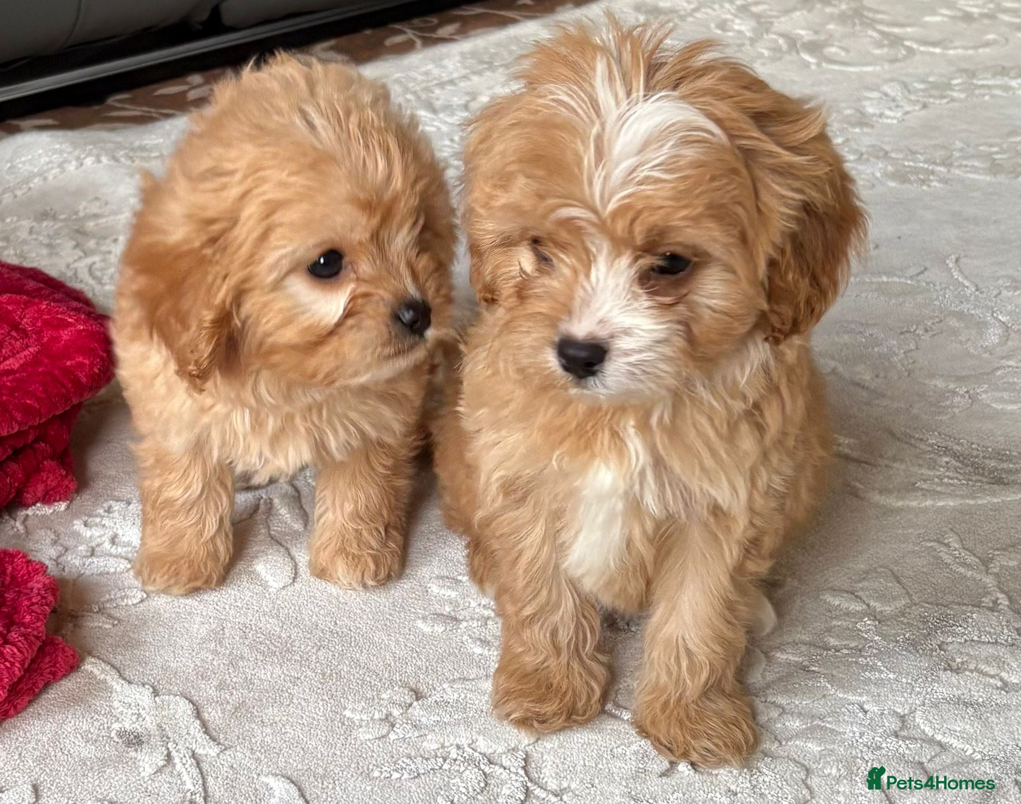 Cavapoo dogs Beautiful cavapoos ready now - Advert 1