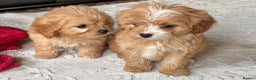 Cavapoo dogs for sale: Beautiful cavapoos ready now - Advert 1
