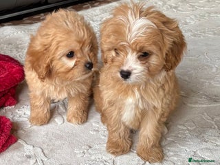 Cavapoo dogs Beautiful cavapoos ready now - Advert 2