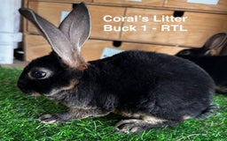 Rex rabbits for sale: Black and Tan Mini Rex  - Image 17
