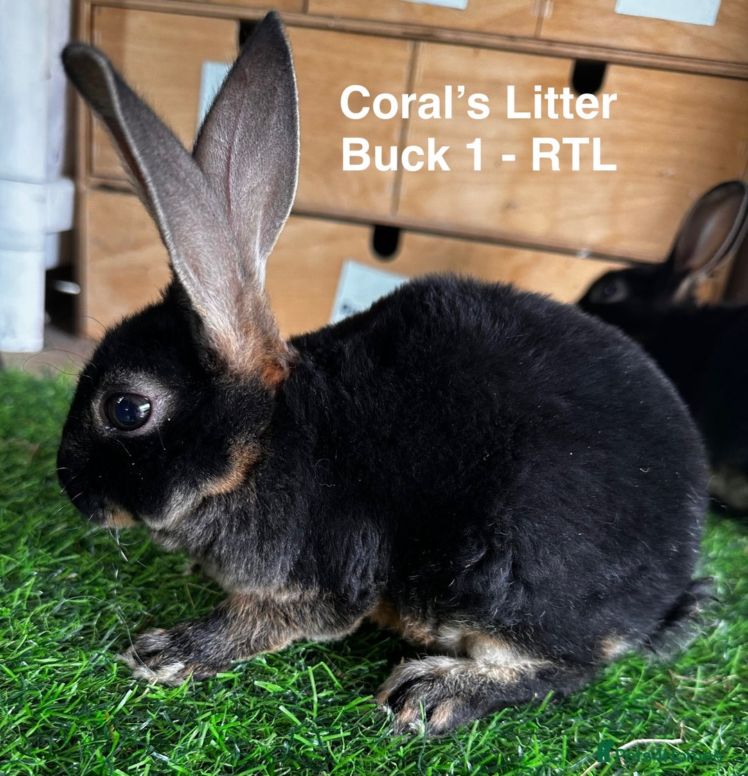 Rex rabbits for sale: Black and Tan Mini Rex  - Image 17