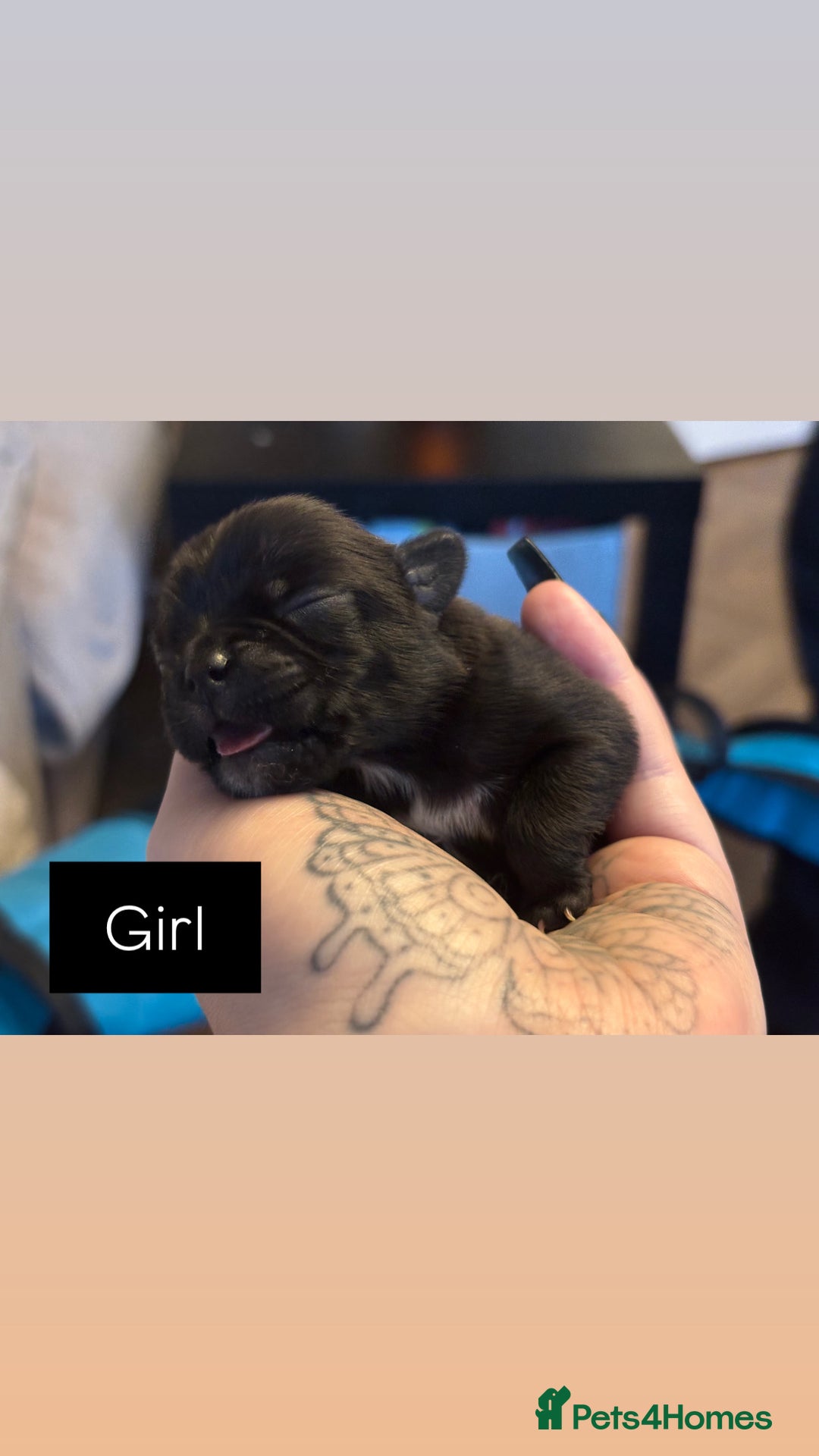 Mixed Breed dogs for sale: Puppies for sale - Advert 6