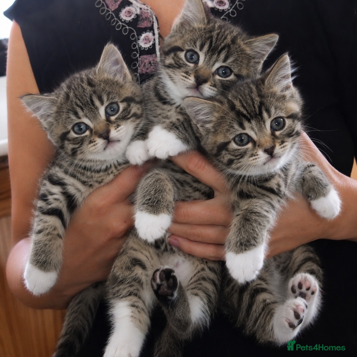 Mixed Breed cats Stunning Bengal x Tabby Kittens Ready Now! - Advert 3