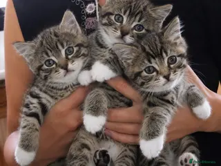 Mixed Breed cats Stunning Bengal x Tabby Kittens Ready Now! - Advert 3