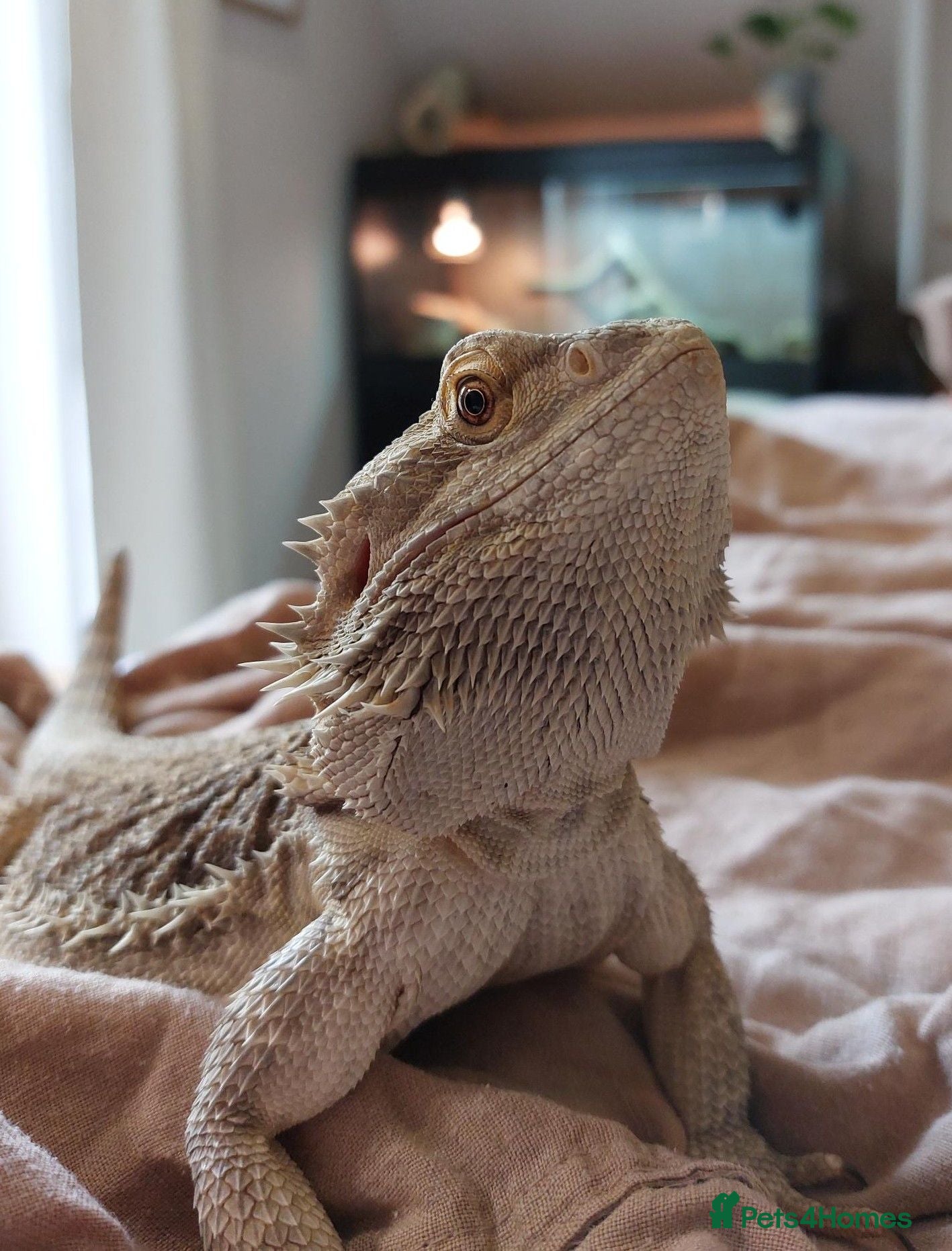 Bearded Dragon reptiles Female 4yr Bearded Dragon, friendly & curious - Advert 1