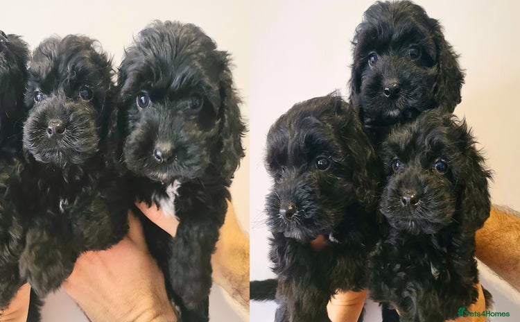 Cockapoo dogs - Advert 5