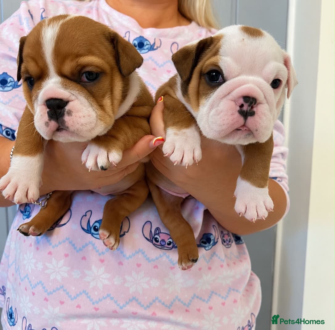 English Bulldog dogs Traditional/standard girls dad gold health tested  - Advert 1