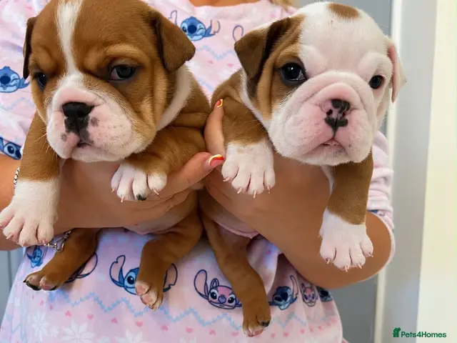 English Bulldog dogs Traditional/standard girls dad gold health tested - Advert 1