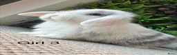 Mini Lop rabbits for sale: Stunning Mini Lops - Advert 3