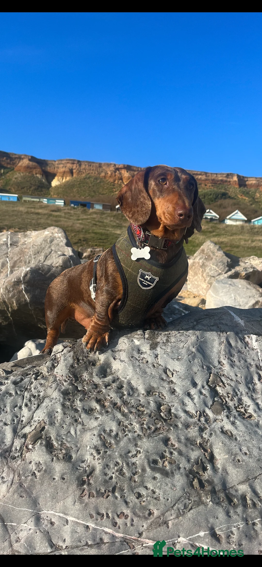 Miniature Dachshund dogs for stud: 🔥For stud proven miniature dachshund🔥   in Windsor - Advert 11