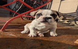 French Bulldog dogs for sale: REDUCED One Gorgeous Boy Frenchie left🐾 - Image 21