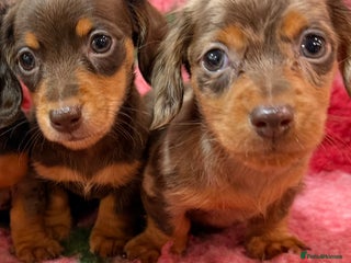 Miniature Dachshund dogs 🩷🌟Beautiful Fluffy KC tiny mini 🌟🩷 - Advert 4