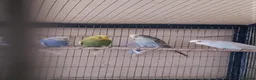Budgerigars birds for sale: 6 budgies  - Advert 1
