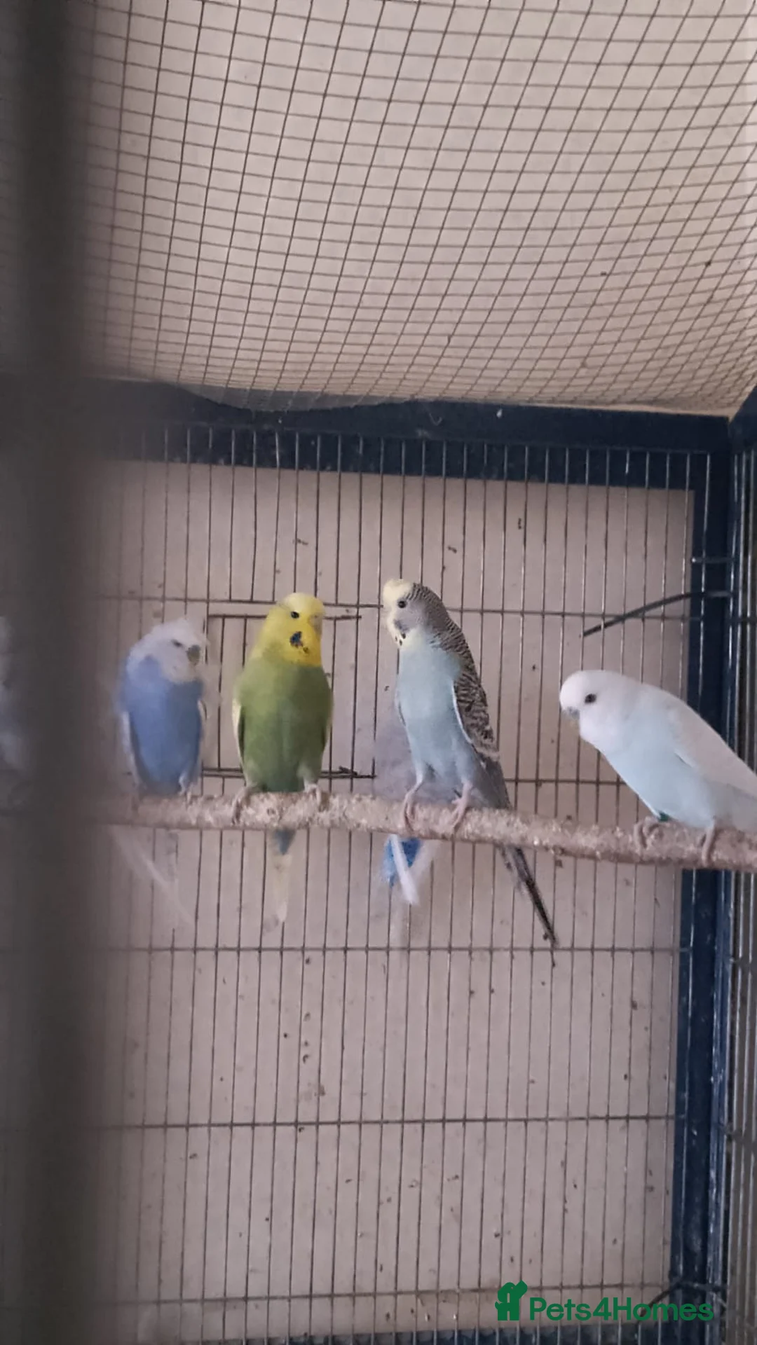 Budgerigars birds for sale: 6 budgies  - Advert 1