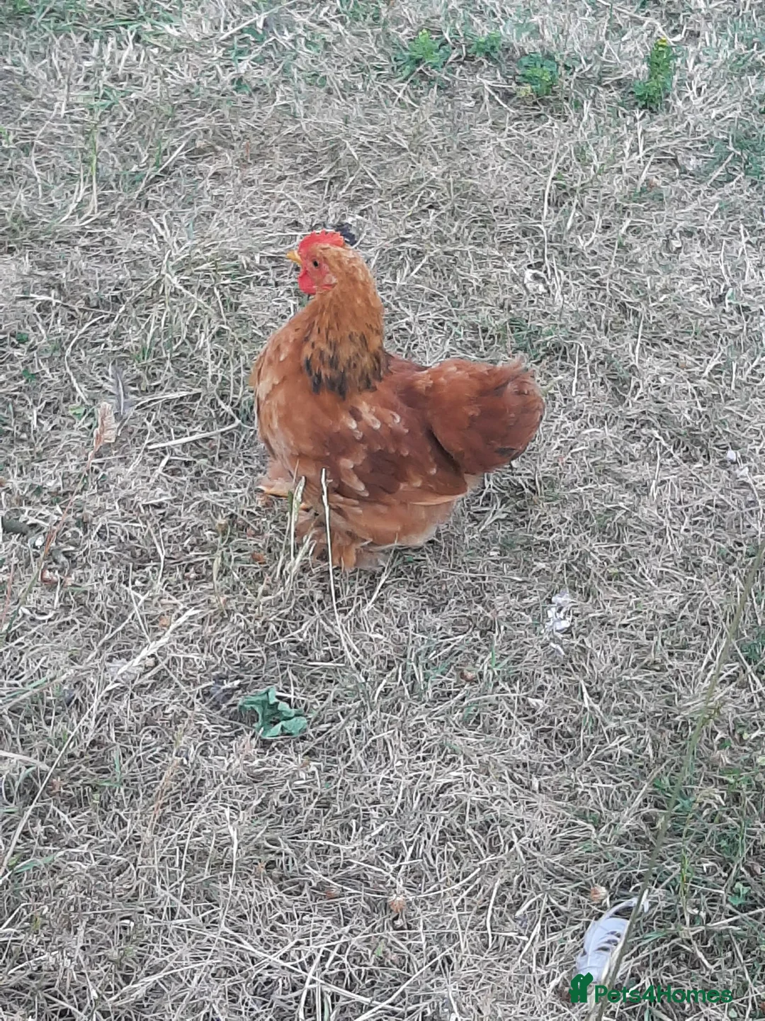Chickens poultry for sale: Chicken- Pekin Bantam rooster. - Advert 1