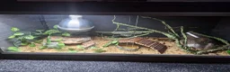 Leopard Gecko reptiles for sale: Albino Leopard Gecko in Glasgow - Advert 3