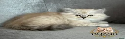 RagaMuffin cats for sale: Authentic Rare RagaMuffins  - Advert 6