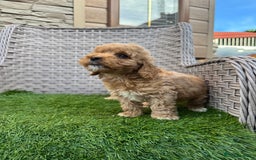 Cockapoo dogs for sale: F1 pra clear Cockapoos  - Advert 13