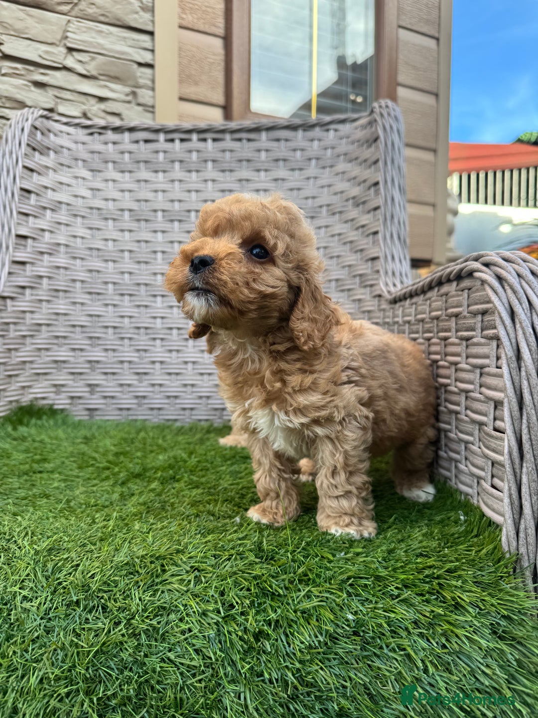 Cockapoo dogs for sale: F1 pra clear Cockapoos  - Advert 13