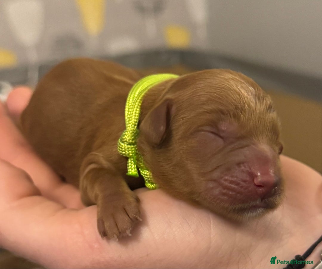 Cockapoo dogs for sale: Cockapoo Litter Due 25th January  - Advert 7