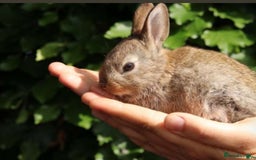 Mixed Breed rabbits for sale: 2 female rabbits  - Image 2