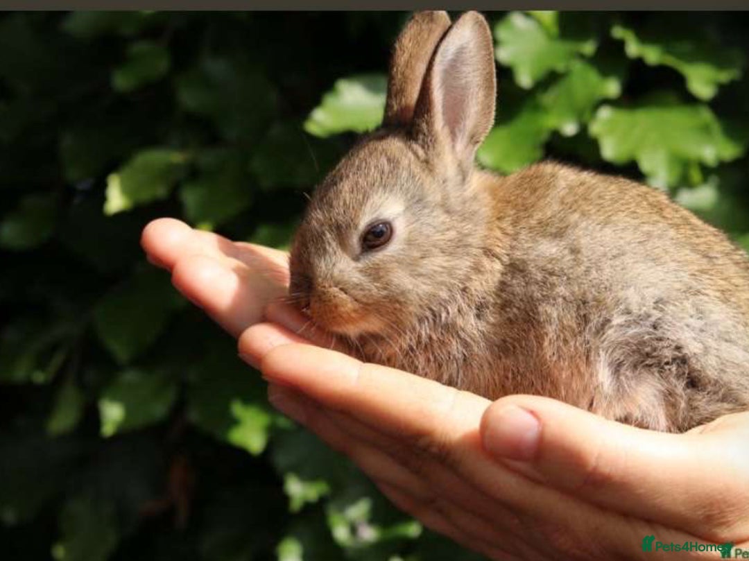 Mixed Breed rabbits for sale: 2 female rabbits  - Image 2