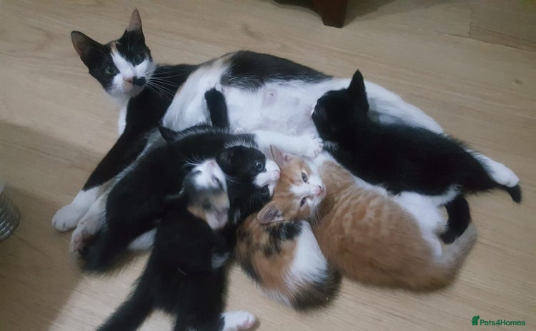 Mixed Breed cats - Advert 5
