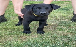 Mixed Breed dogs for sale: Belgium shepherd cross Rottweiler Labrador  - Image 8