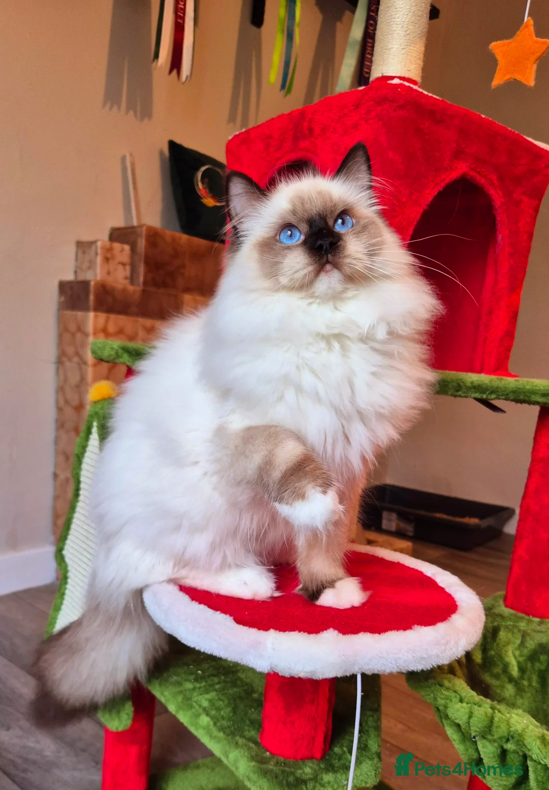 Ragdoll cats for sale: Ragdoll male kitten gccf active - Advert 10