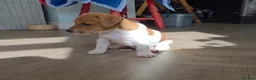 Jack Russell dogs for sale: Exquisite litter of Jack Russell Pups 🐾  - Advert 8
