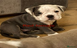 Olde English Bulldogge dogs for sale: Olde English bulldogs puppies  - Image 14