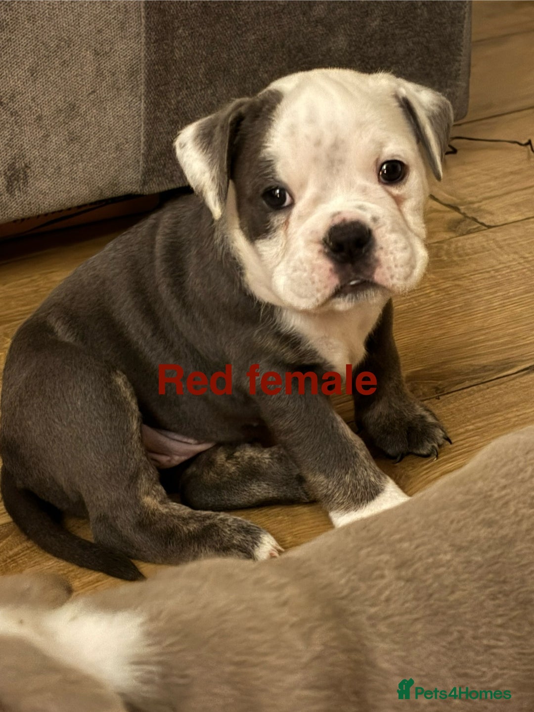 Olde English Bulldogge dogs for sale: Olde English bulldogs puppies  - Image 14