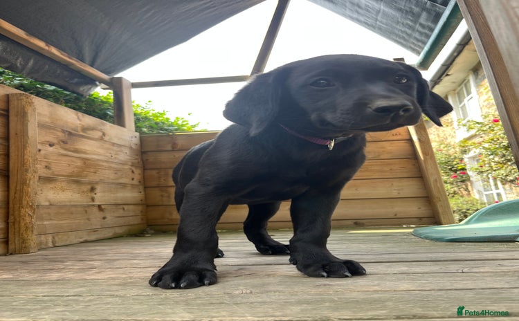 Labrador Retriever dogs - Advert 4