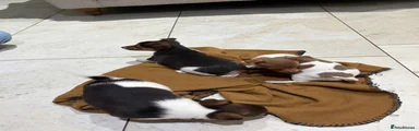 Jack Russell 2