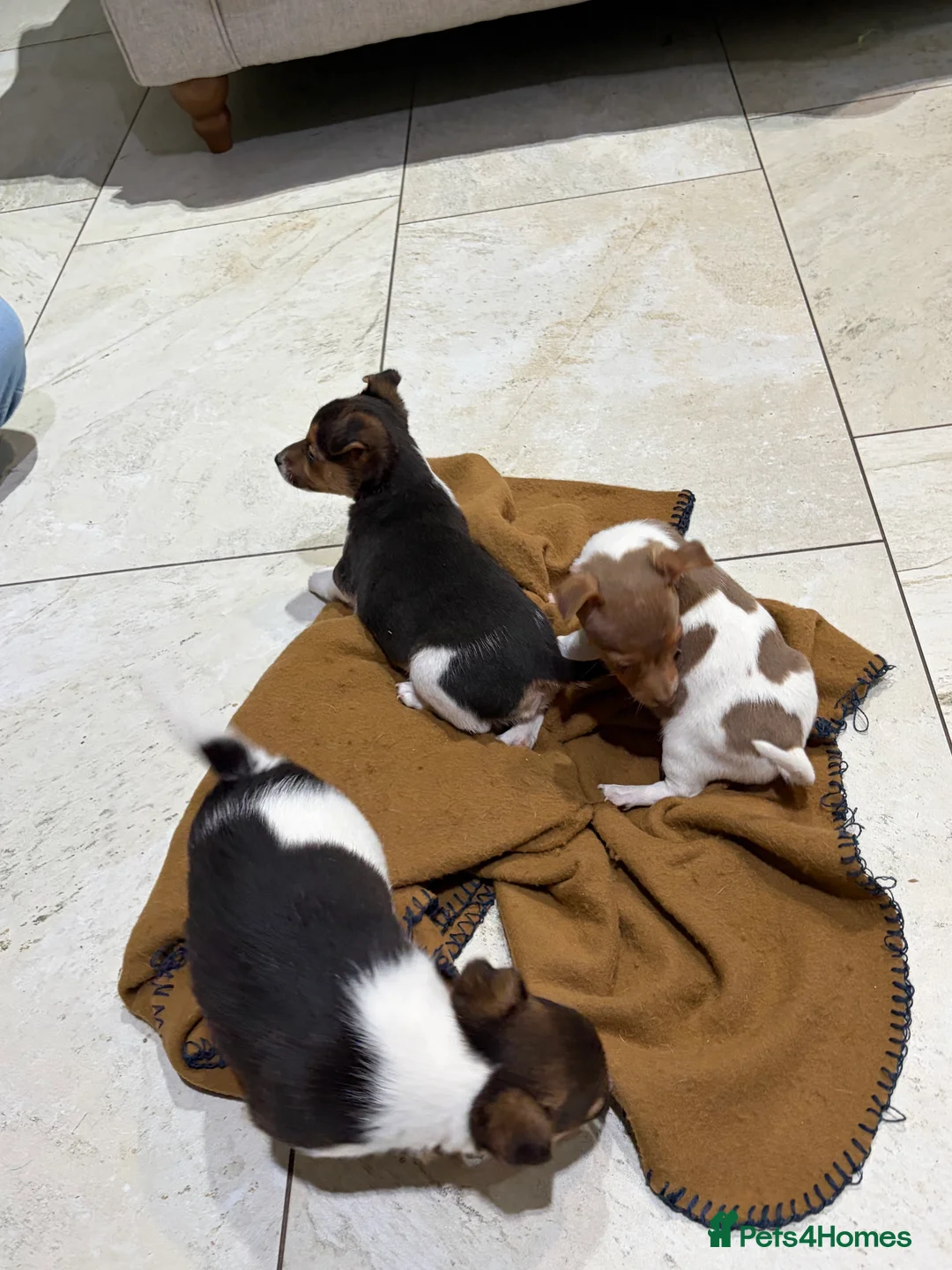 Jack Russell dogs for sale: Traditional Jack Russell Puppies - Advert 2